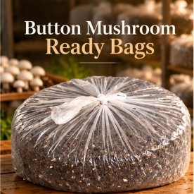 Button Mushroom Ready Bags