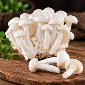 Fresh Milky Mushroom