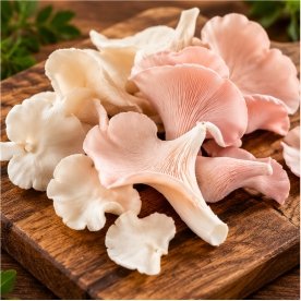Fresh Oyster Mushroom